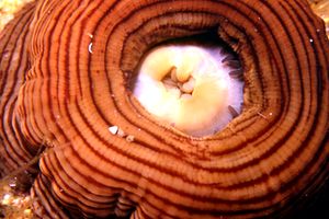 Anemone tigrato (Actinia cari)