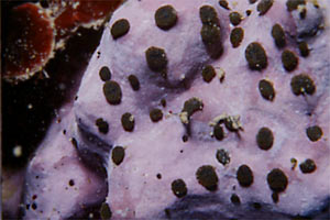 Spugna perforante verde (Cliona viridis)