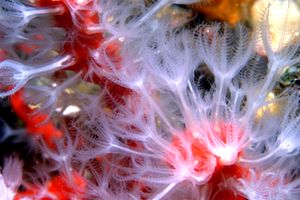 Corallo rosso (Corallium rubrum)