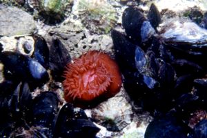 Pomodoro di mare (Actinia equina)