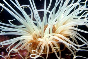 Cerianto (Cerianthus membranaceus)