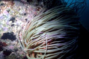 Attinia (Anemonia viridis)
