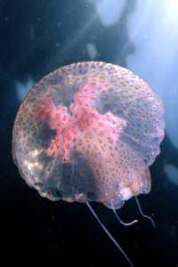 Medusa luminosa (Pelagia noctiluca)