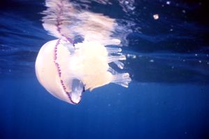 Polmone di mare (Rhizostoma pulmo)