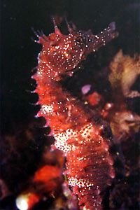 Cavalluccio marino (Hippocampus guttulatus)