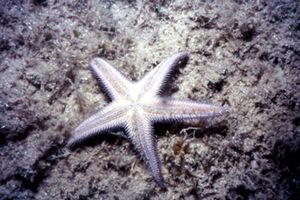 Stella pettine bruna (Astropecten spinulosus)