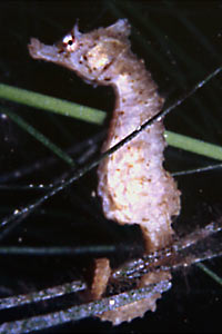 Cavalluccio marino (Hippocampus hippocampus)