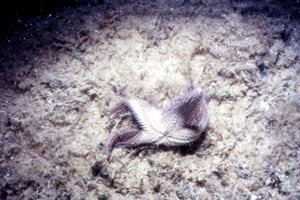 Stella pettine bruna (Astropecten spinulosus)