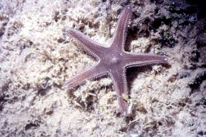 Stella pettine bruna (Astropecten spinulosus)