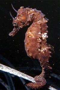 Cavalluccio marino (Hippocampus hippocampus)