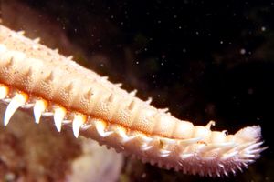 Stella pettine maggiore (Astropecten aranciacus)