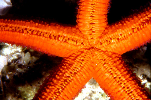 Stella rossa (Echinaster sepositus)