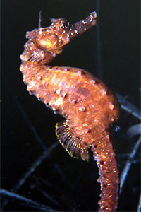 Cavalluccio marino (Hippocampus hippocampus)