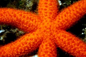 Stella rossa (Echinaster sepositus)