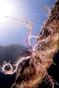 Giglio di mare (Antedon mediterranea)