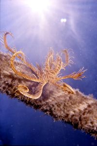 Giglio di mare (Antedon mediterranea)