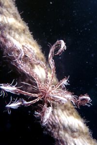 Giglio di mare (Antedon mediterranea)