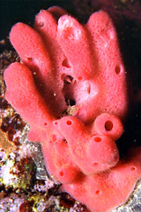 Spugna a canne d'organo (Haliclona mediterranea)