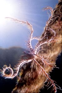 Giglio di mare (Antedon mediterranea)