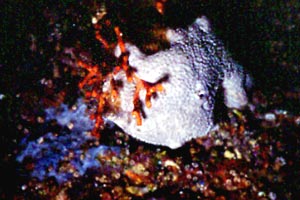 Spugna (Ircinia variabilis)