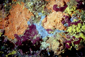 Spugna gialla (Agelas oroides)