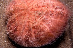 Spatango (Spatangus purpureus)