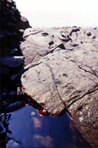 Pomodoro di mare (Actinia equina)