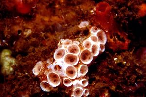 Spugna rosa (Hemimycale columella)