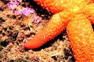 Stella rossa (Echinaster sepositus)