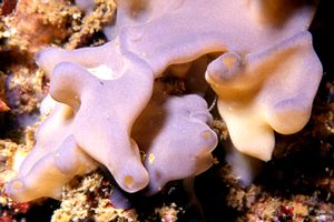 Spugna (Oscarella lobularis)