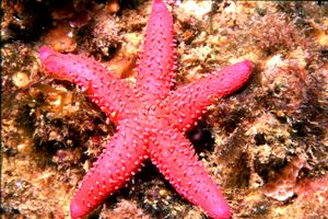 Stella rossa (Echinaster sepositus)