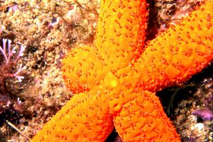 Stella rossa (Echinaster sepositus)