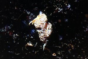 Facelina coronata (Facelina coronata)