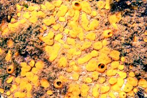 Spugna perforante (Cliona celata)