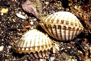 Cuore di laguna (Cerastoderma glaucum)