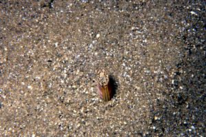 Cannolicchio (Solen marginatus)