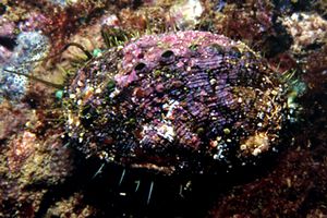 Orecchia di mare (Haliotis tuberculata lamellosa)