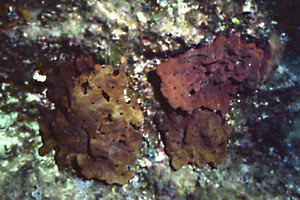 Spugna (Spongia agaricina)