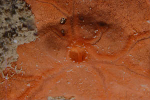 Spugna rossa (Spirastrella cunctatrix)