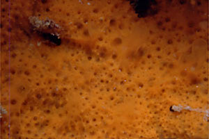 Spugna (Haliclona fulva)