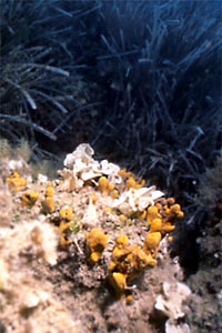 Spugna (Verongia aerophoba)