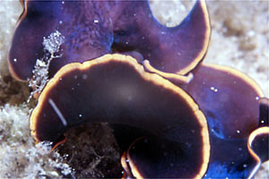 Policlade (Prostheceraeus splendidus)