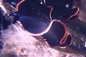 Policlade (Prostheceraeus splendidus)