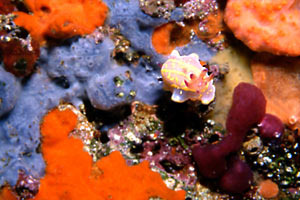 Chromodoris krohni (Chromodoris krohni)