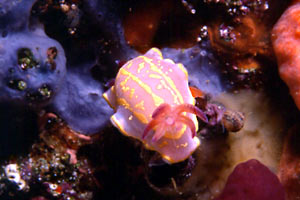 Doride dipinto (Hypselodoris picta)