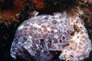 Discodoride macchiato (Discodoris maculosa)