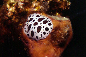 Vacchetta di mare (Discodoris atromaculata)