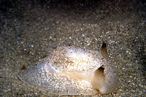 Pleurobranchea (Pleurobranchaea meckelii)