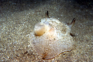 Pleurobranchea (Pleurobranchaea meckelii)