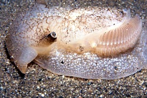 Pleurobranchea (Pleurobranchaea meckelii)